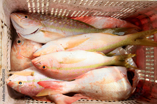 salvador, bahia, brazil - february 2, 2021: fish is seen in the fishing colony of Rio Vermelho beach, in the city of Salvador. photo