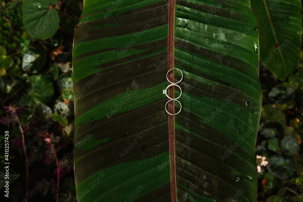 Young wedding rings on a large leaf of greenery. Young wedding rings on a large leaf of greenery.