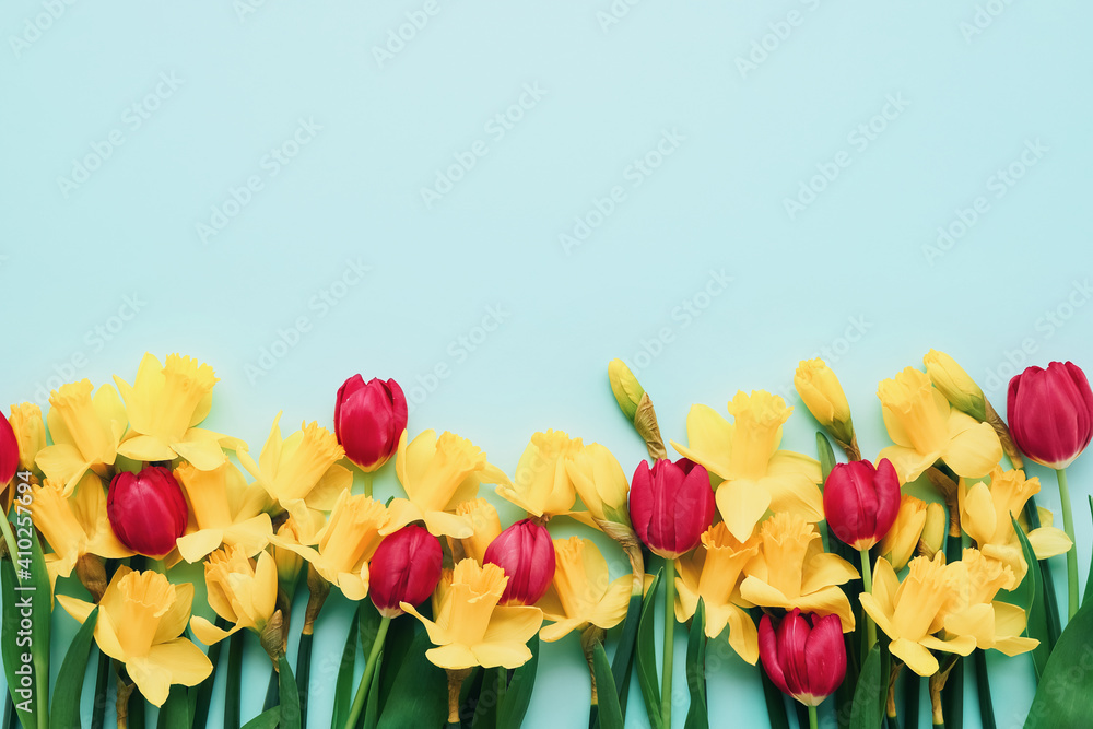 Border of yellow narcissus and red tulip flowers on the blue background. Mothers Day, birthday, Valentines Day concept