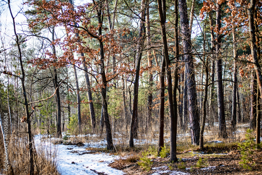Fototapeta premium Forest road trail through a pine forest. Winter tourism