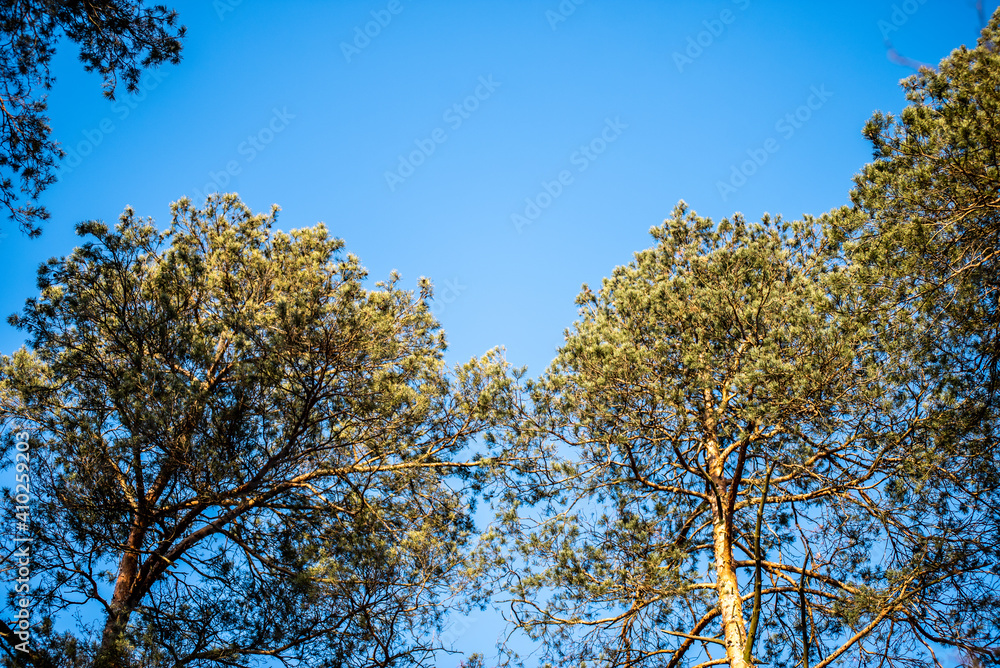 Green pine crowns and blue sky Green pine crowns and blue sky