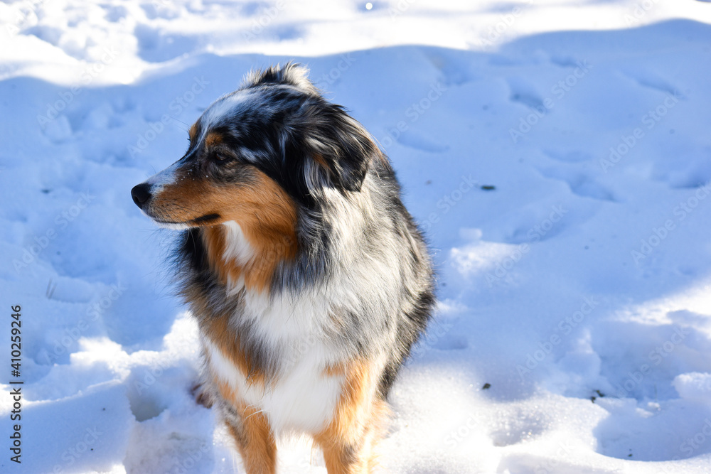 Dog standing in the snow while looking away. Blue Merle Australian Shepherd. Dog standing in the snow while looking away. Blue Merle Australian Shepherd.