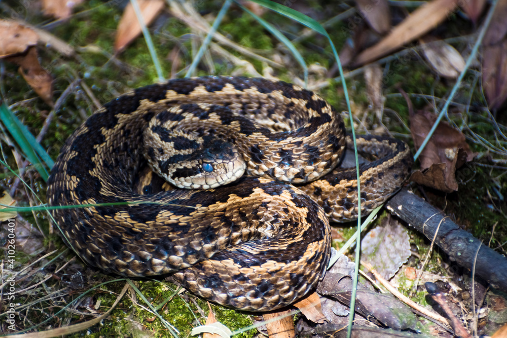 Hungarian meadow viper in the grass in autumn Hungarian meadow viper in the grass in autumn