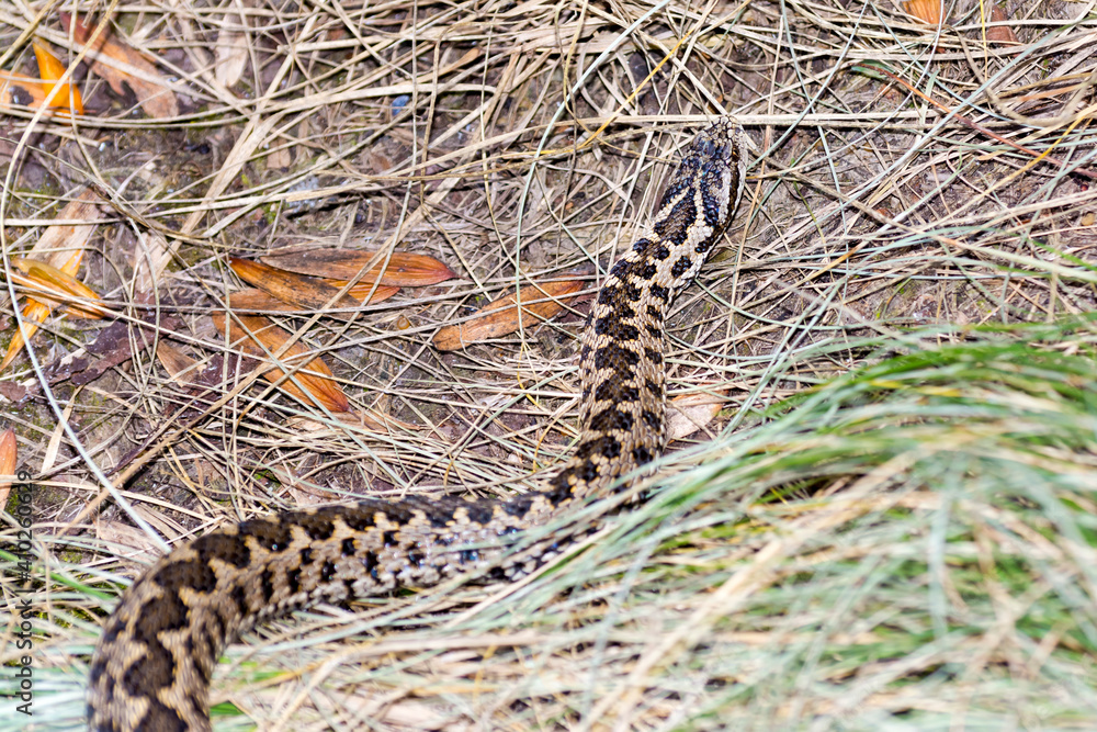 Obraz premium Hungarian meadow viper in the grass in autumn