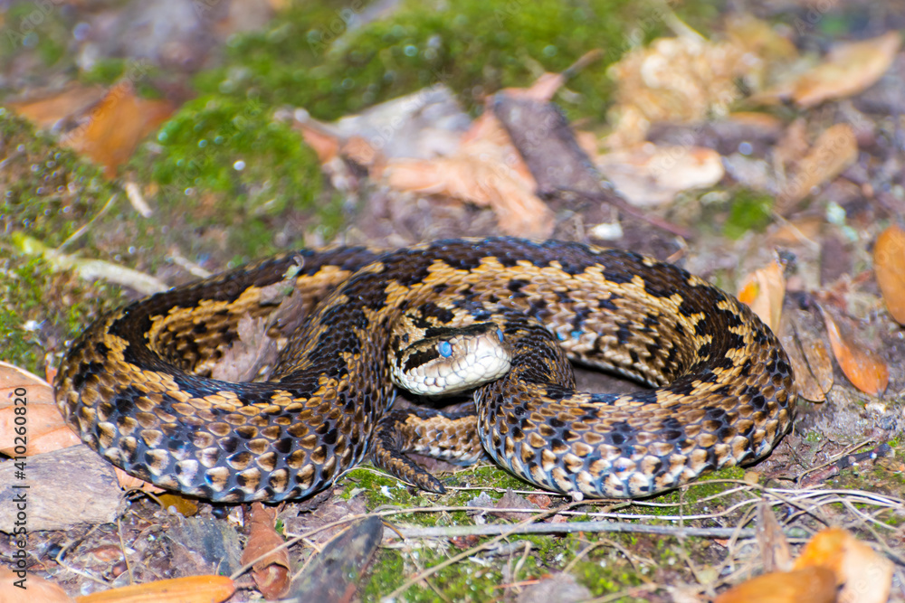 Obraz premium Hungarian meadow viper in the grass in autumn