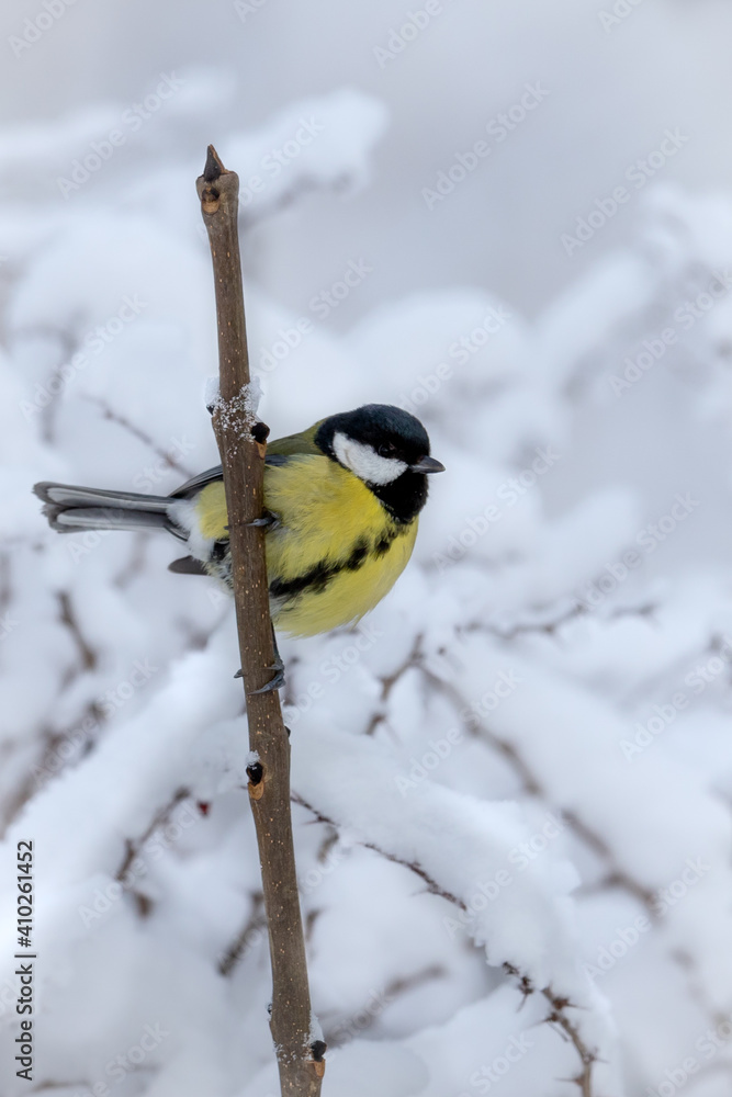 Fototapeta premium Great tit on a stick with winter snow background