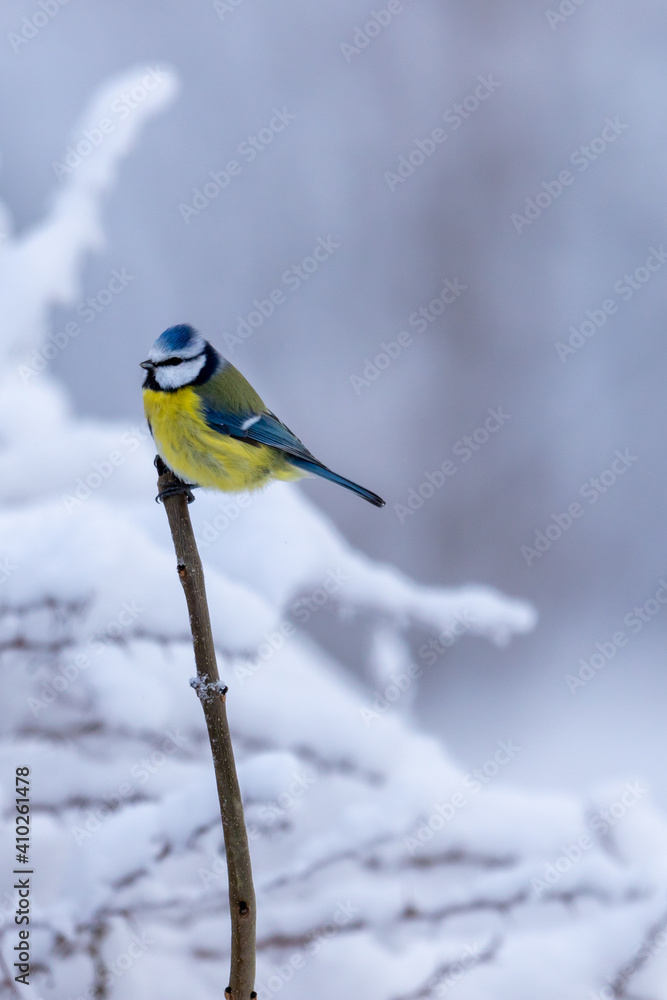 Fototapeta premium Blue tit on a stick with winter snow background