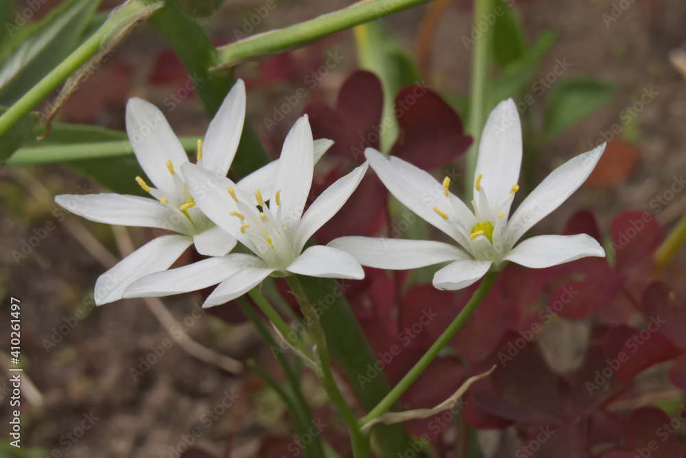 Garden star-of-Bethlehem (Ornithogalum umbellatum) Garden star-of-Bethlehem (Ornithogalum umbellatum)