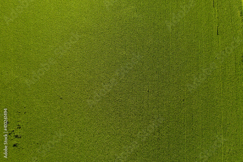 Top Down Aerial View Of Soybean Fields