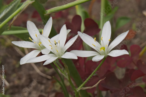 Garden star-of-Bethlehem (Ornithogalum umbellatum)