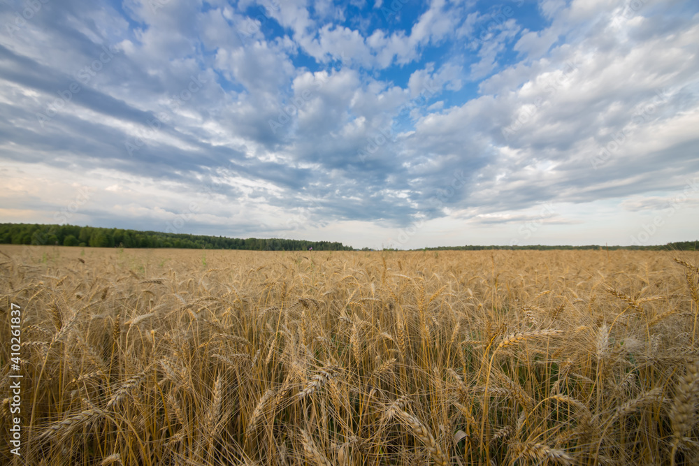 Wheat field over blue sky with clouds. Agriculture, harvest.
