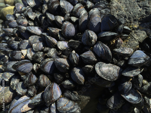 wild blue mussels or cluster of barnacles attached to rocks along a beach