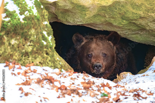 Brown bear in a den in its natural habitat