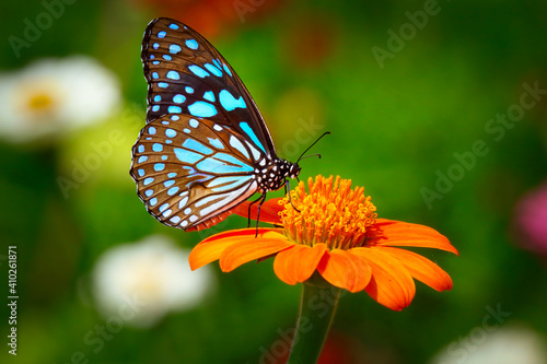 Butterfly Blue Tiger or Danaid Tirumala limniace on orange sunflower or Mexican sunflower  Tithonia rotundifolia   with dark green blurred bokeh background 