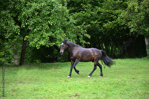 Black horse gallop free on meadow in springtime 