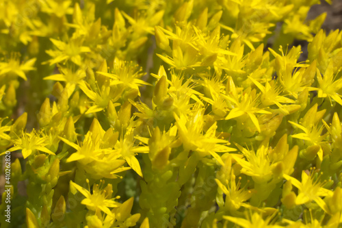 Blooming goldmoss stonecrop (Sedum acre)
