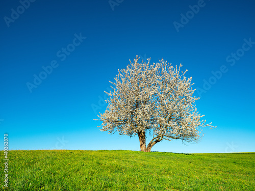 Green Meadow with Cherry Tree in Full Bloom, clear blue sky	