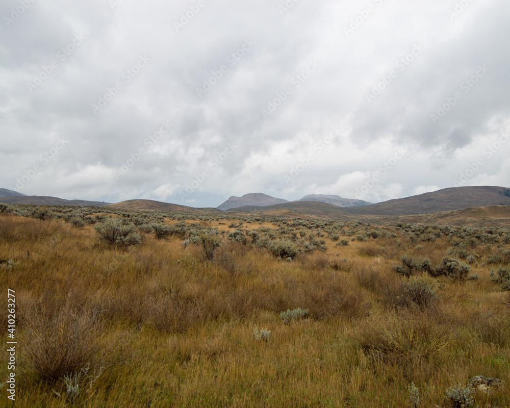 Grassland landscape with shrubs and moody sky Grassland landscape with shrubs and moody sky