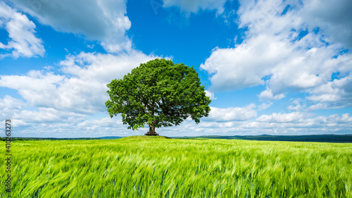 Solitary Mighty Oak Tree in Green Field, Spring Landscape under Blue Sky with clouds