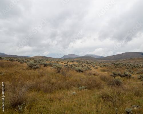 Grassland landscape with shrubs and moody sky