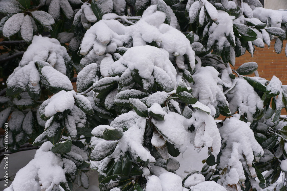 A tree with large leaves covered with ice after a snowstorm near Philadelphia, Pennsylvania, U.S A tree with large leaves covered with ice after a snowstorm near Philadelphia, Pennsylvania, U.S