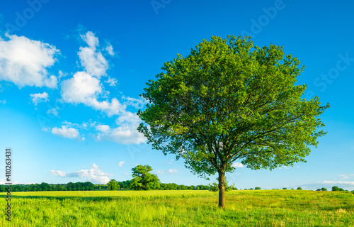 Oak Tree in green meadow under blue sky with white clouds