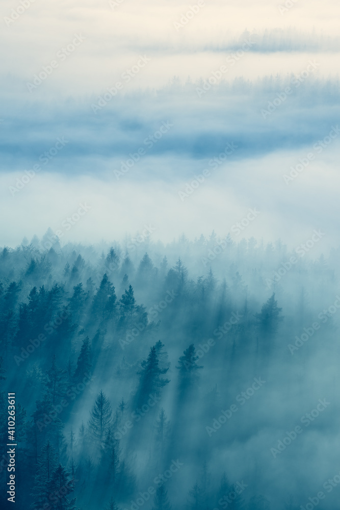 View over Mystic Foggy Forest at Dawn