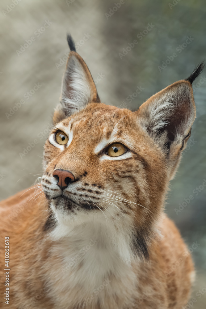 Lynx, close-up portrait. Wild animals Lynx, close-up portrait. Wild animals