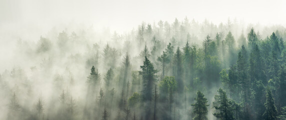 Fotobehang Ombre Panoramisch bos met ochtendmist  © AVTG