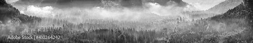 Black and white panorama of endless forest with fog