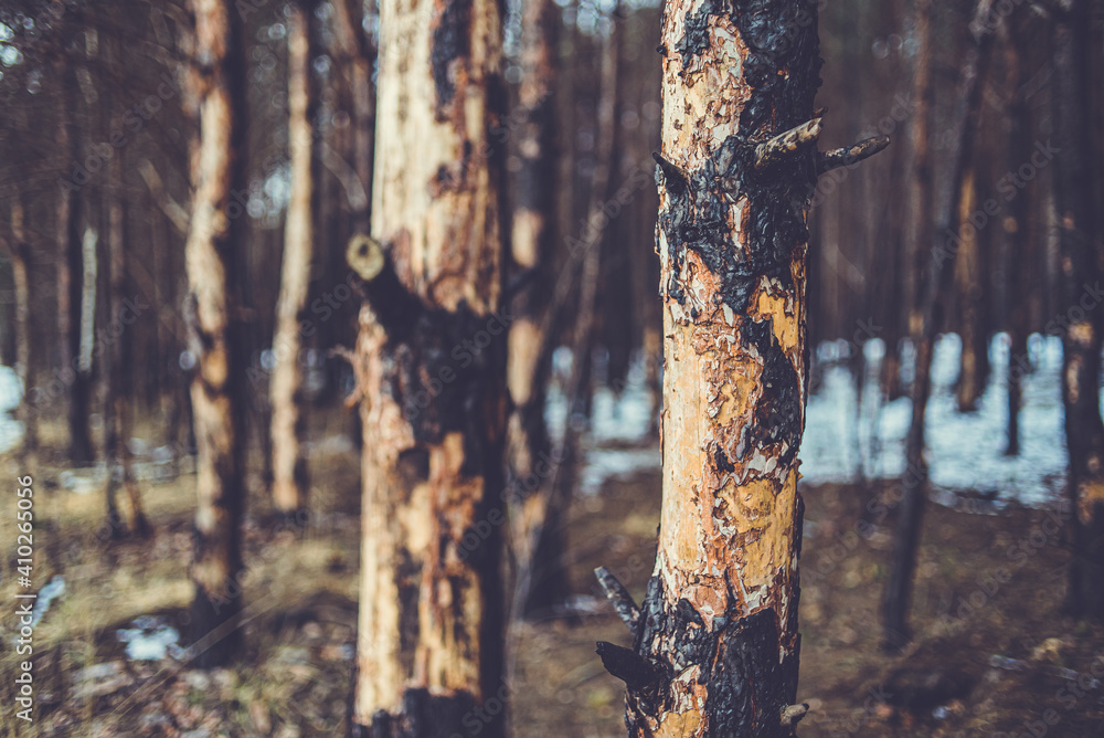 Scorched pine forest in winter Scorched pine forest in winter