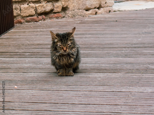 Verwahrloste Katze sucht menschliche Nähe photo