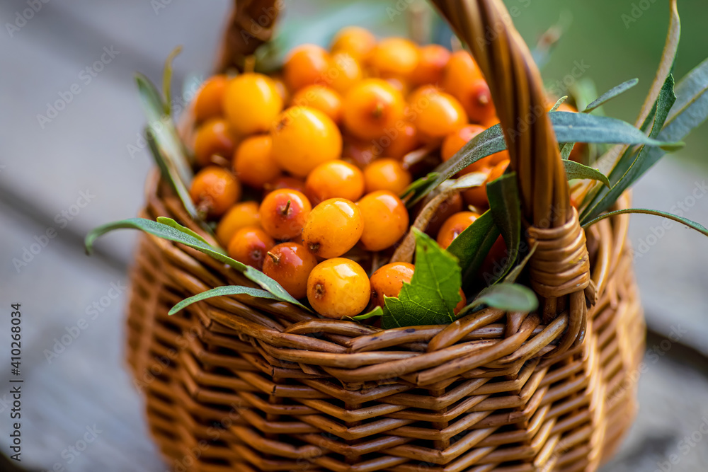 Yellow berries Hippophae and leaves. basket of sea buckthorns. Harvest sallowthorn. Collecting ripe berries seaberry for preparation of medicinal plants and cooking infusions and sandthorn tea. Yellow berries Hippophae and leaves. basket of sea buckthorns. Harvest sallowthorn. Collecting ripe berries seaberry for preparation of medicinal plants and cooking infusions and sandthorn tea.