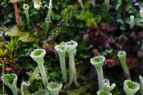 Trumpet lichen growing on¬†tree trunk in Winter