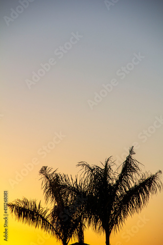 Saturated blue to yellow minimal sunset with palm tree silhouette 