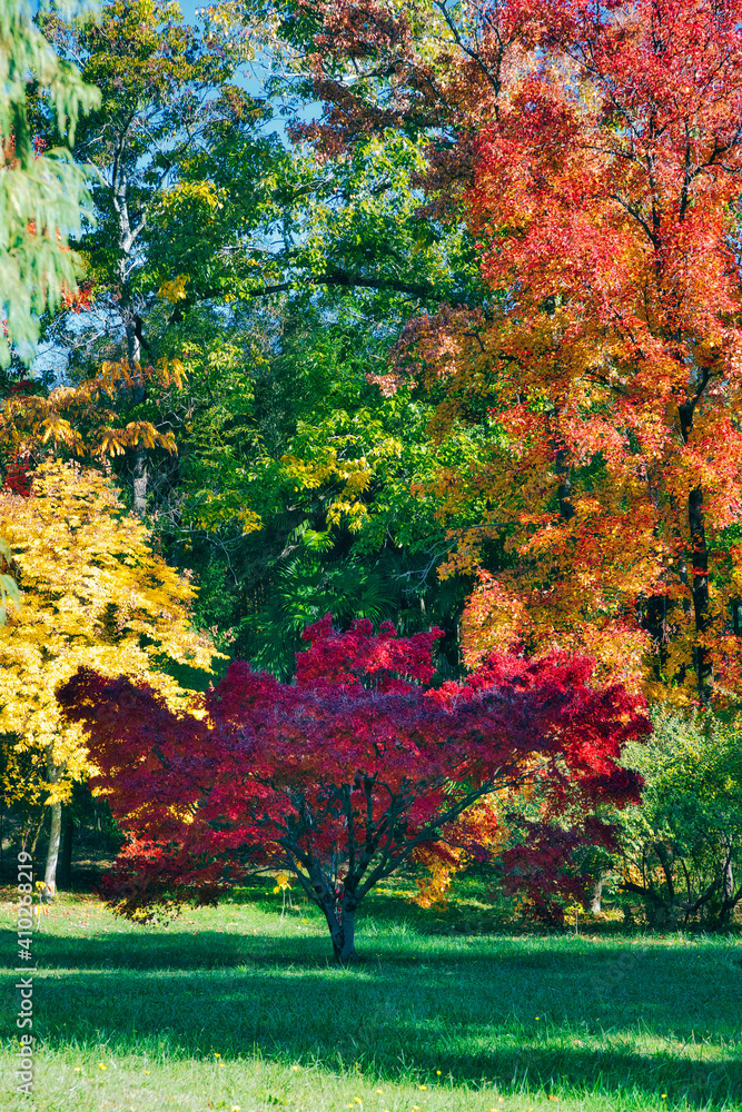 Multi colored autumn trees over grass at park in sunlight Multi colored autumn trees over grass at park in sunlight