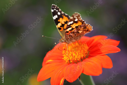 Painted lady¬†(Vanessa¬†cardui)¬†feeding on blooming flower