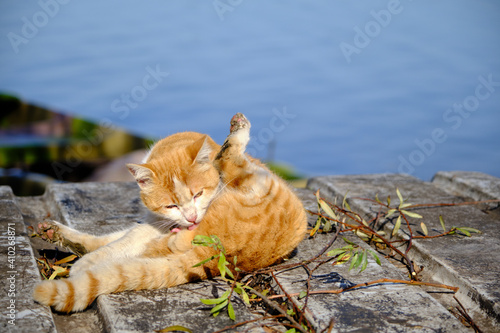 Yellow cat standing on the wood with the lake background. Cat licking its body.