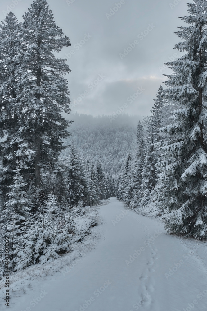 Tress covered by snow with leading pathway during winter Tress covered by snow with leading pathway during winter