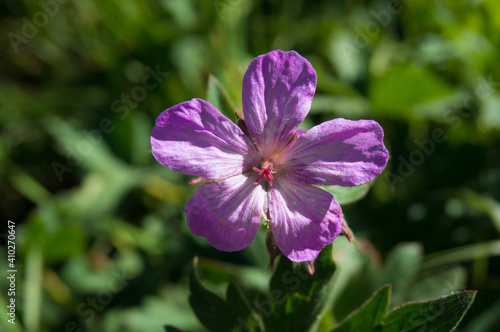 Shining Wildflower