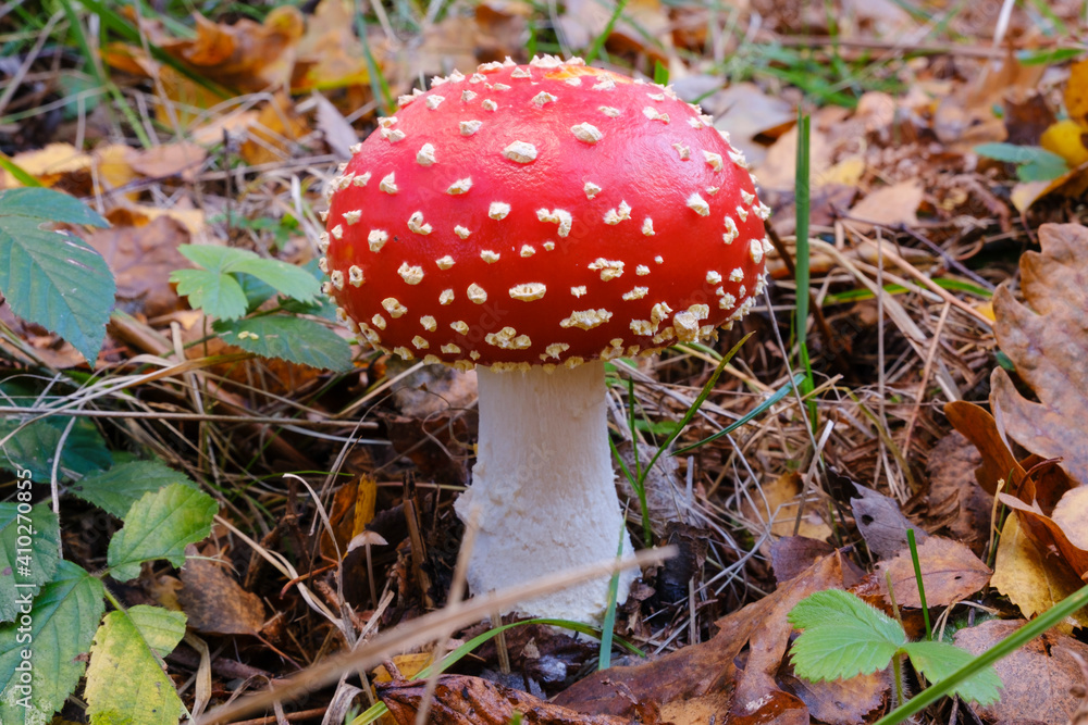 Fly agaric (Amanita muscaria) growing in autumn