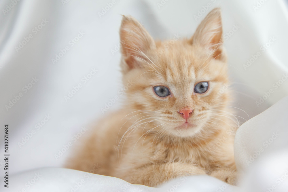 Red kitten on a white background sits.Pet and man's friend

