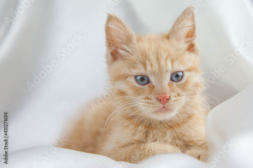 Red kitten on a white background sits.Pet and man's friend 
