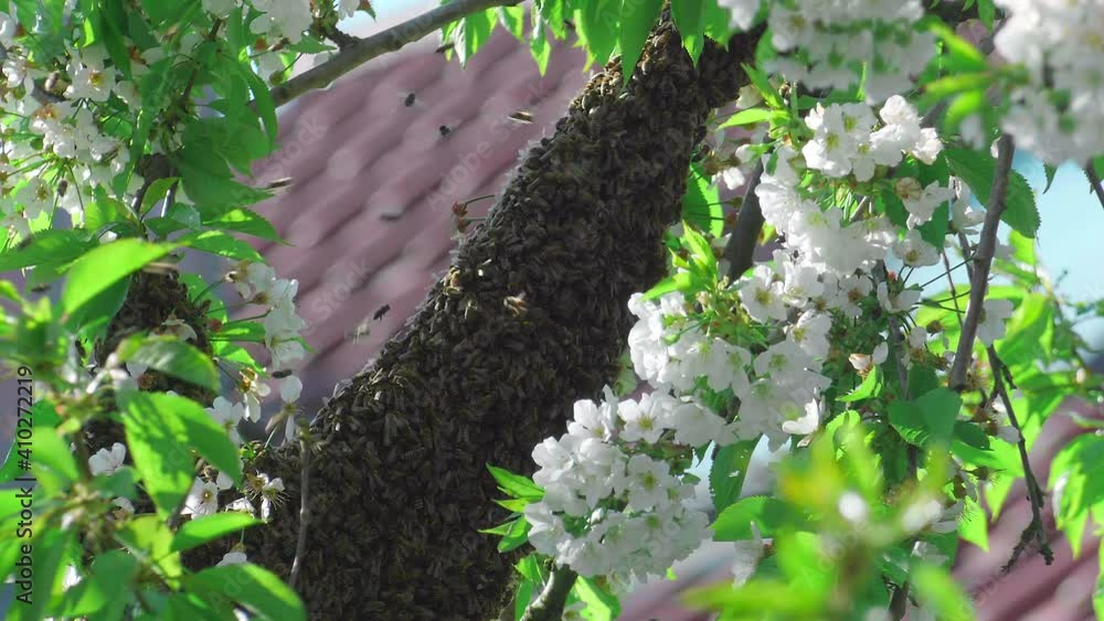 Vidéo Stock Bienenschwarm am Kirschbaum im Frühling im Garten