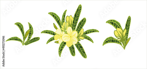 bright set with tropical leaves, flowers, summer, exotic plants