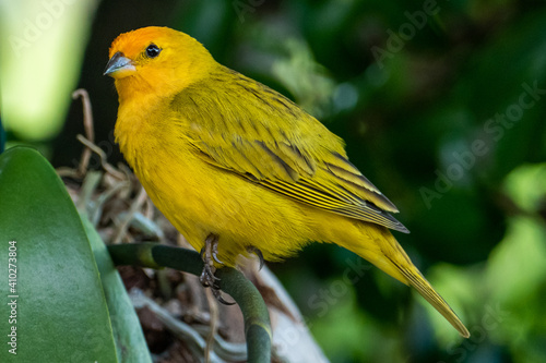 Atlantic Canary, a small Brazilian wild bird. The yellow canary Crithagra flaviventris is a small passerine bird in the finch family. 