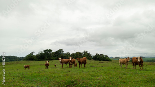 Extensive beef cattle farm in southern Brazil. Hereford and Red herd on green ryegrass pastures © Jhama