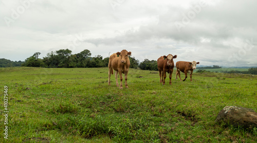 Three beautiful calves in a green meadow, under a cloudy sky