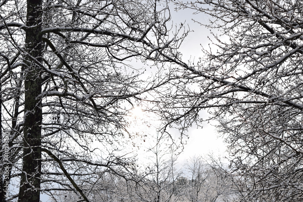 Obraz premium Winter Trees