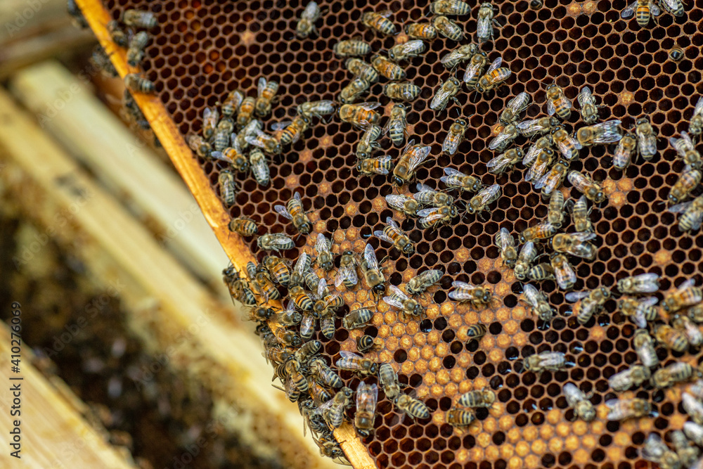 Inspection of bee families on apiary in spring Beekeeping concept. Soft focus Inspection of bee families on apiary in spring Beekeeping concept. Soft focus